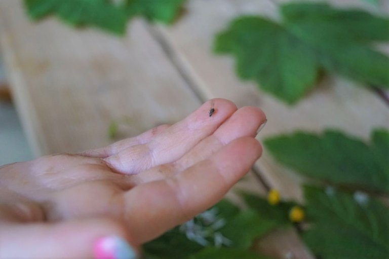 Garten 24